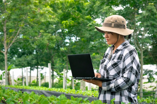 Female agriculturist using laptop to recording growth data of green Chinese cabbage in organic farm