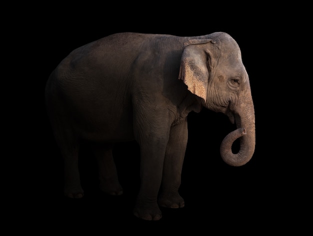 Женский азиатский слон в темноте с прожектором
