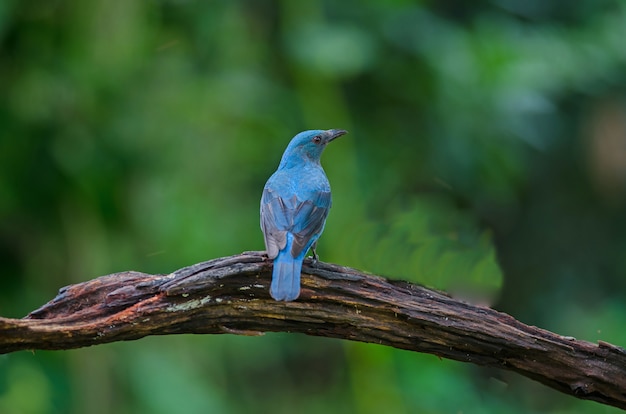 Самка азиатской феи Bluebird (Irena puella) сидела на ветке дерева