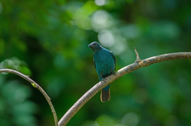 Female Asian Fairy Bluebird ( Irena puella )