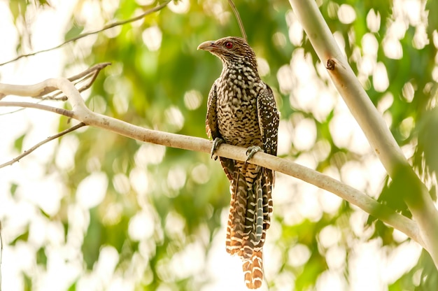 Female asian koel sitting on a tree branch