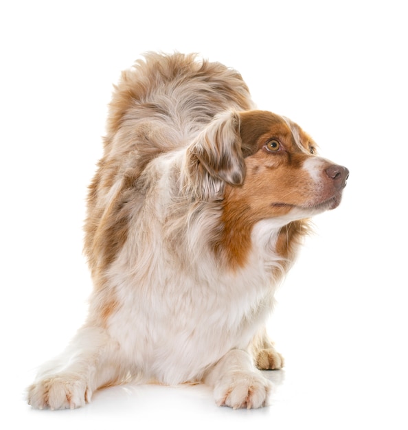 female australian shepherd