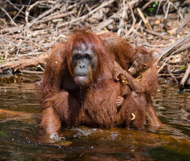 Female and baby orangutan are drinking water from the river in the jungle. Indonesia. The island of Kalimantan (Borneo).