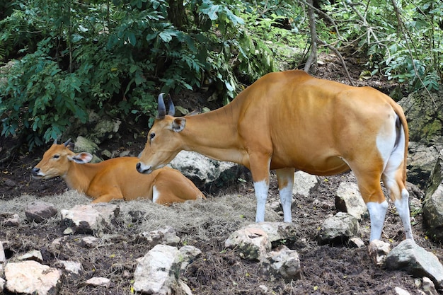 The female and baby red cow in nature garden