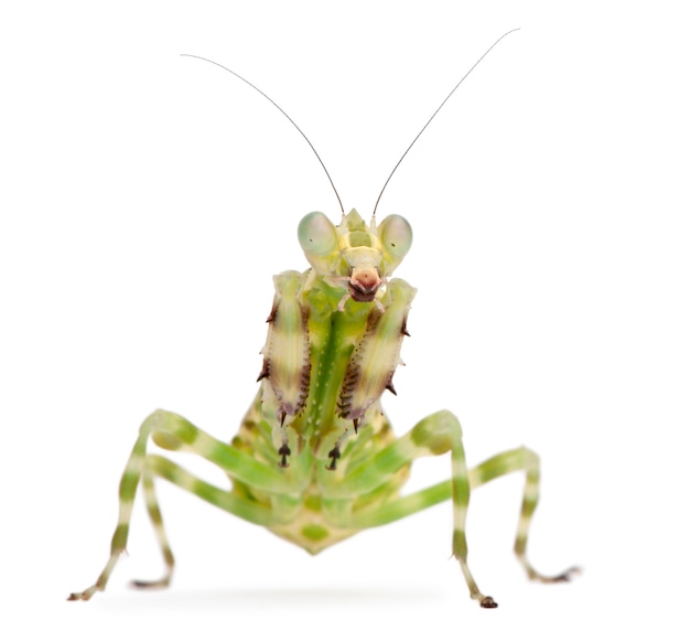 Female Banded Flower Mantis in front of white background