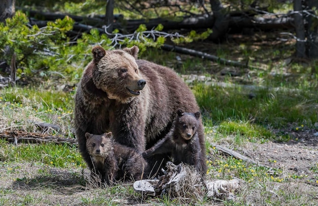 Photo female bear in the wild