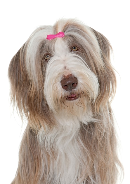 Photo female bearded collie