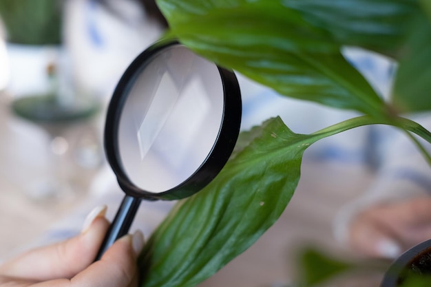 Female biologist is using a magnifying glass to look at plants with pest leaves to collect data for analysis Organic farming concept Close up