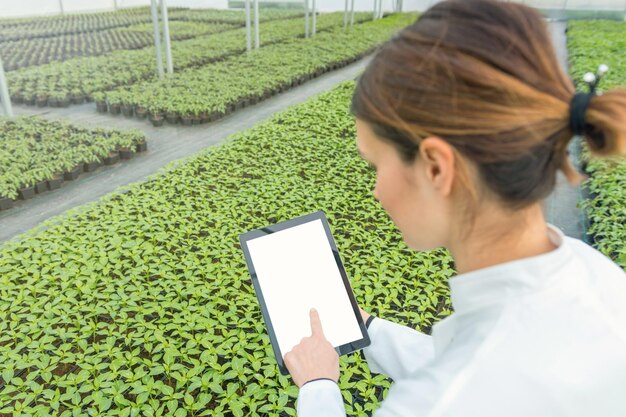 Foto femmina ingegnere biotecnologico tablet serra piantine di piante che crescono in primavera in serra