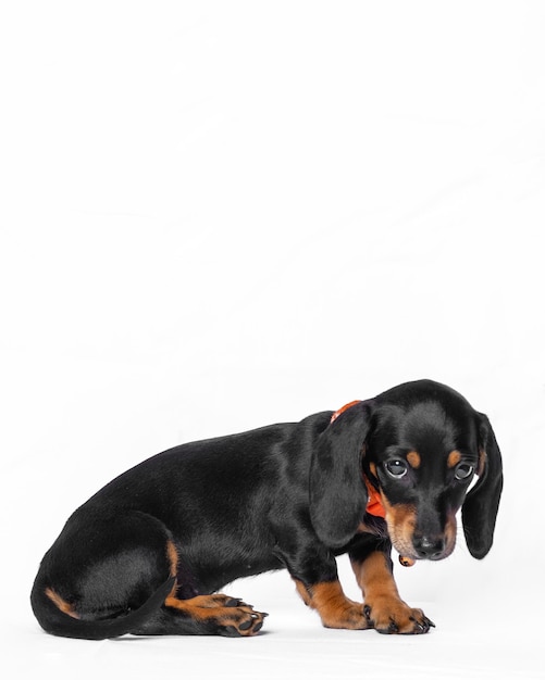 A female black dachshund cute puppy dog photoshoot studio pet photography with white background isolated