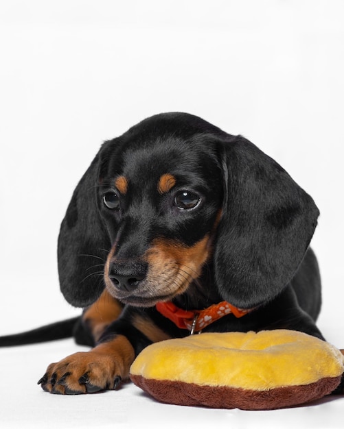 A female black dachshund cute puppy dog photoshoot studio pet photography with white background isolated