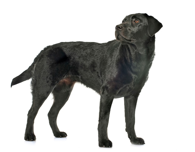 female black labrador retriever