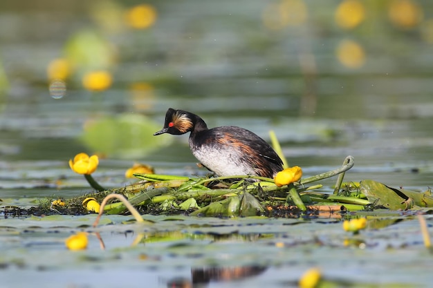 암컷 검은목 농병과 또는 귀 농병(Podiceps nigricollis)은 수생 식물의 잎에 둥지를 짓느라 분주합니다. 클로즈업 상세 사진