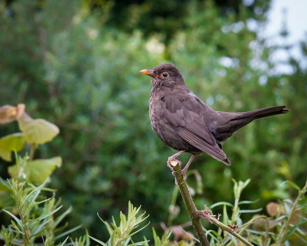 Photo female blackbird perched on thorny branch