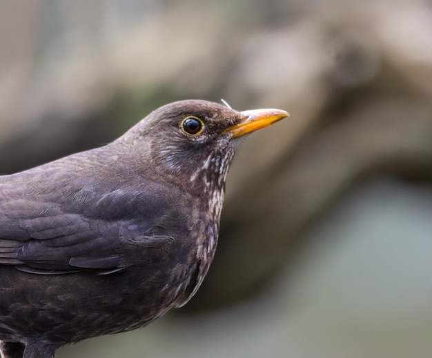 Photo of a female blackbird perched on a tree branch