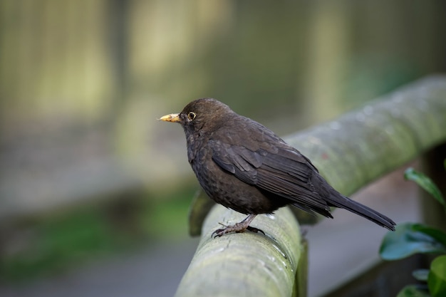 Female Blackbird Turdus merula