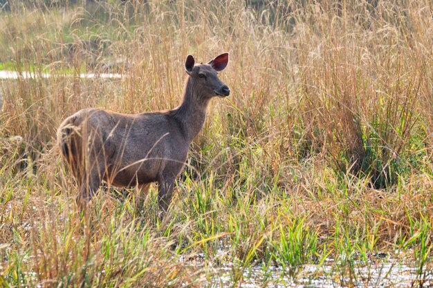 Toro blu o nilgai femminile - antilope asiatica che cammina nel parco nazionale di ranthambore, ragiastan, india