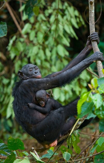 아기와 함께 여성 보노보. 콩고 민주 공화국. Lola Ya Bonobo 국립 공원.