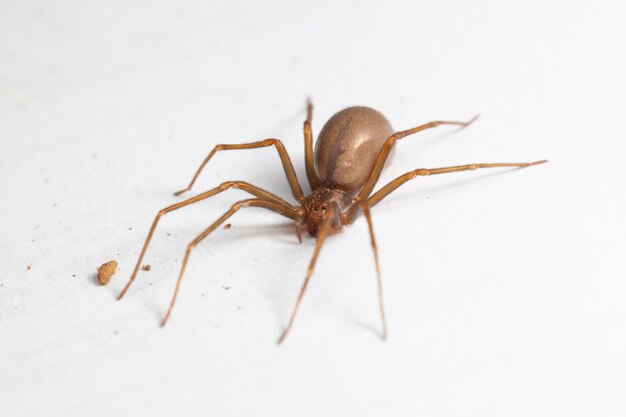 Photo female brown recluse spider poisonous arachnid