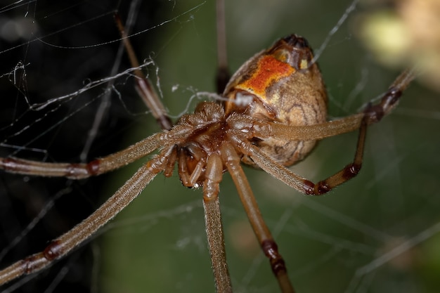 Photo female brown widow of the species latrodectus geometricus