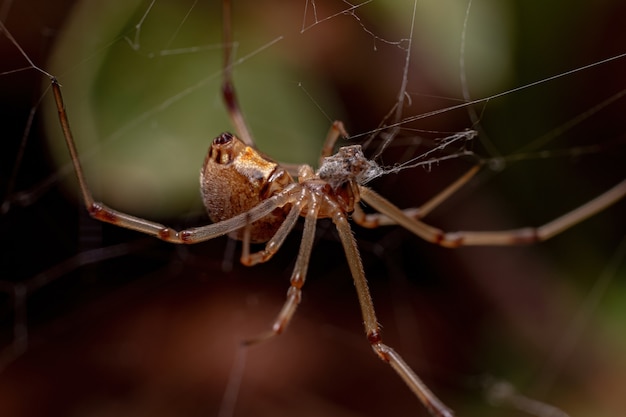 Latrodectusgeometricus種のメスのハイイロゴケグモ