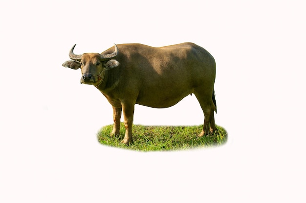 The female buffalo standing on dry ground in the hot sun at noon on a white background