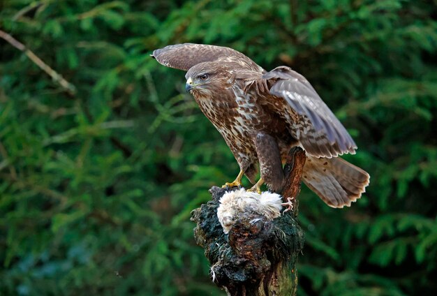 Female buzzard at a woodland feeding site