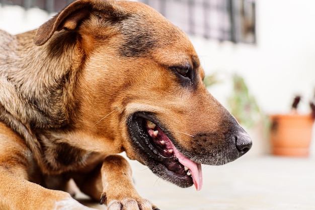 舌を突き出した雌犬