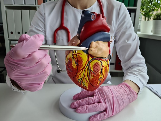 Female cardiologist doctor with stethoscope holds model of human heart in hands and explains its structure