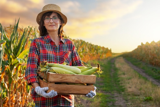 Female caucasian farm worker holds wooden crate with corn cobs with maize field at background