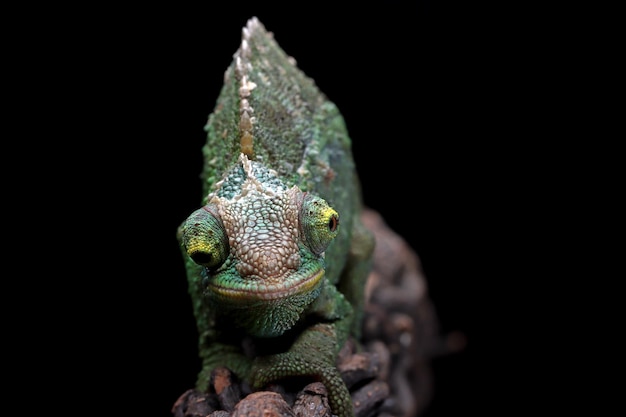 Female Chameleon jackson walking on branch with black background Female Chameleon jackson on branch