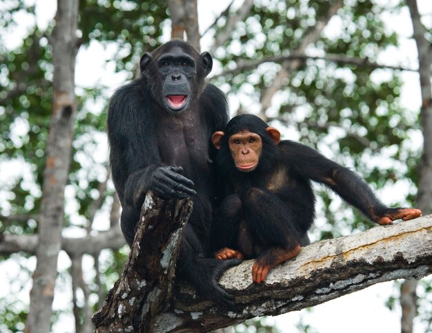 Female chimpanzee with a baby on mangrove trees