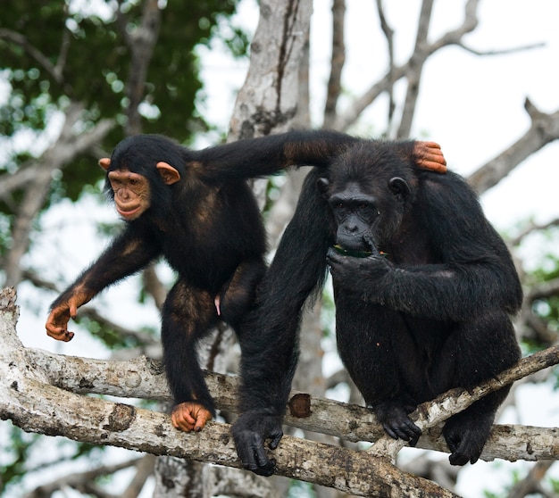 Female chimpanzee with a baby on mangrove trees