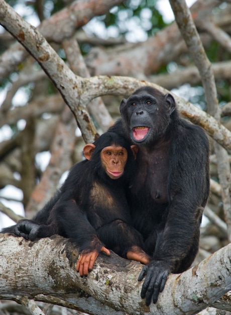 Scimpanzé femmina con un bambino sugli alberi di mangrovie