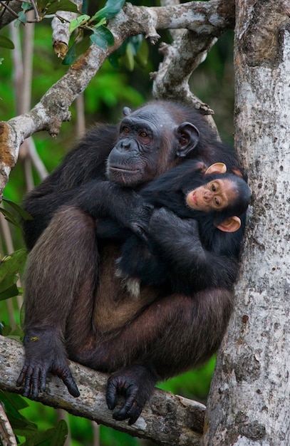 Самка шимпанзе с младенцем на мангровых деревьях