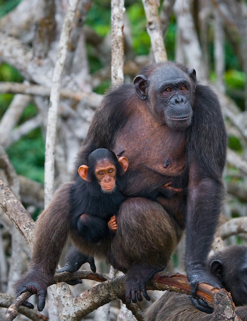 マングローブの木に赤ちゃんと一緒にメスのチンパンジー