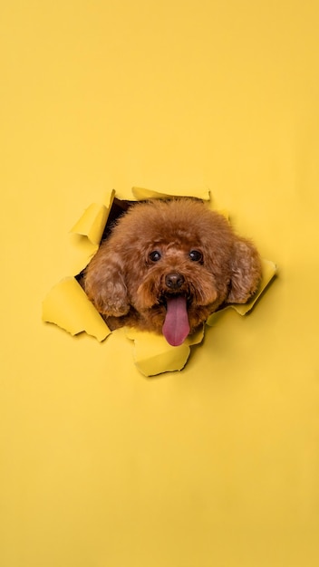 Photo a female chocolate poodle dog photoshoot studio pet photography with concept breaking yellow paper head through it with expression