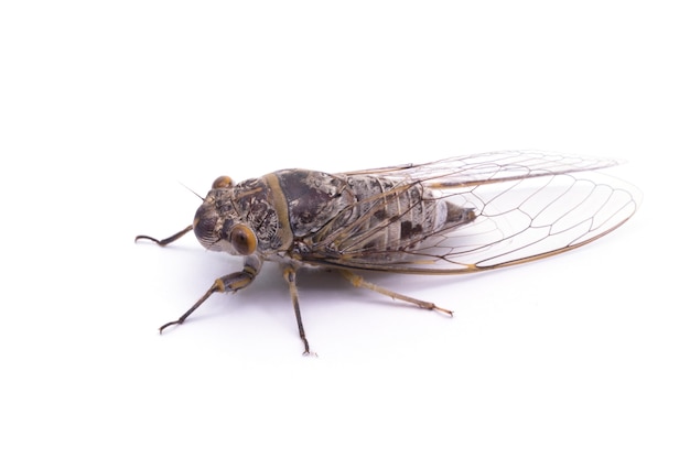 Female cicada insect isolated on white background