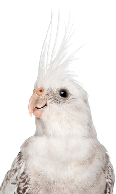 Female Cockatiel, Nymphicus hollandicus, in front of white background