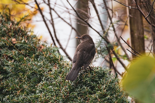 A female common blackbird