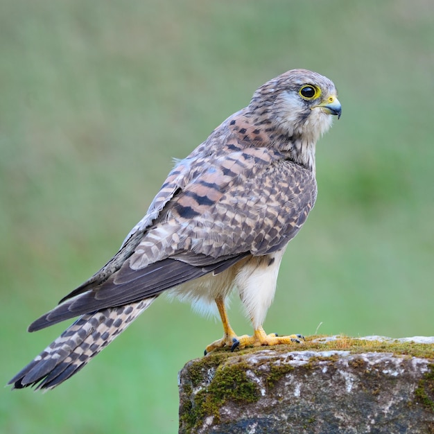 Photo female common kestrel