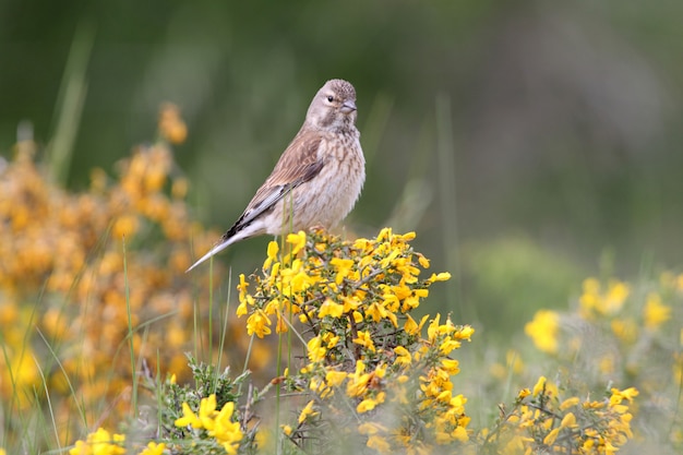 Female of Common linnet on a bush