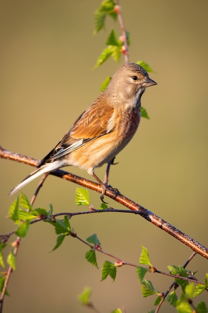 Female common linnet perched on tree twig in vertical composition at sunrise