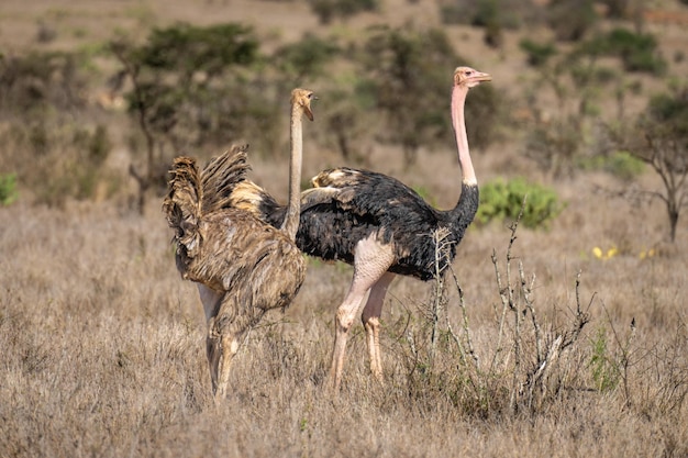 Female common ostrich stands squawking at male