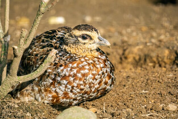 地面に座ってカメラを見ているメスのキジ Phasianuscolchicus