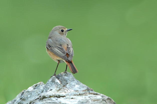 Female Common redstart with last daylight in an oak forest