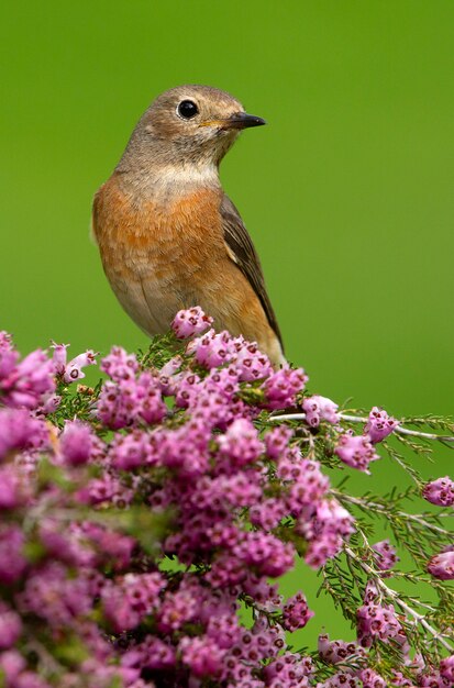 Female of common redstart with the last lights of the afternoon, birds, phoenicurus phoenicurus