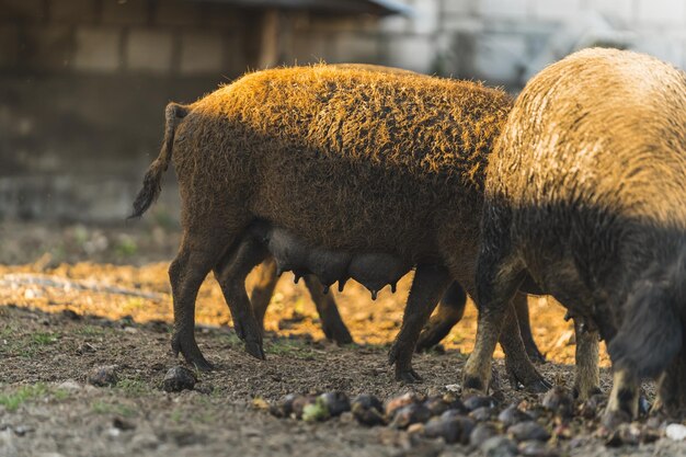 Female curly haired mangalica pigs outside on a farm