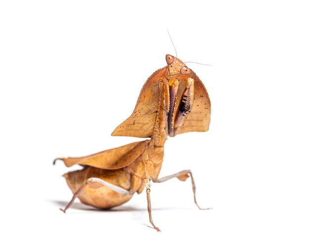 Female dead leaf mantis deroplatys truncata isolated on white