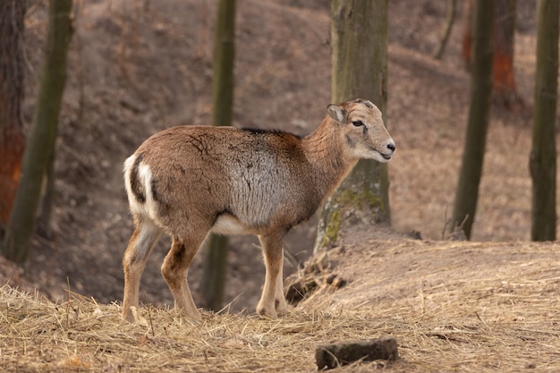 Самка оленя в осеннем лесу, крупным планом